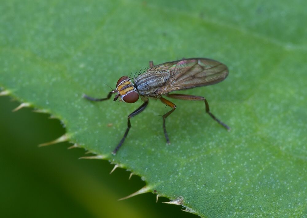 Pherbellia cinerella