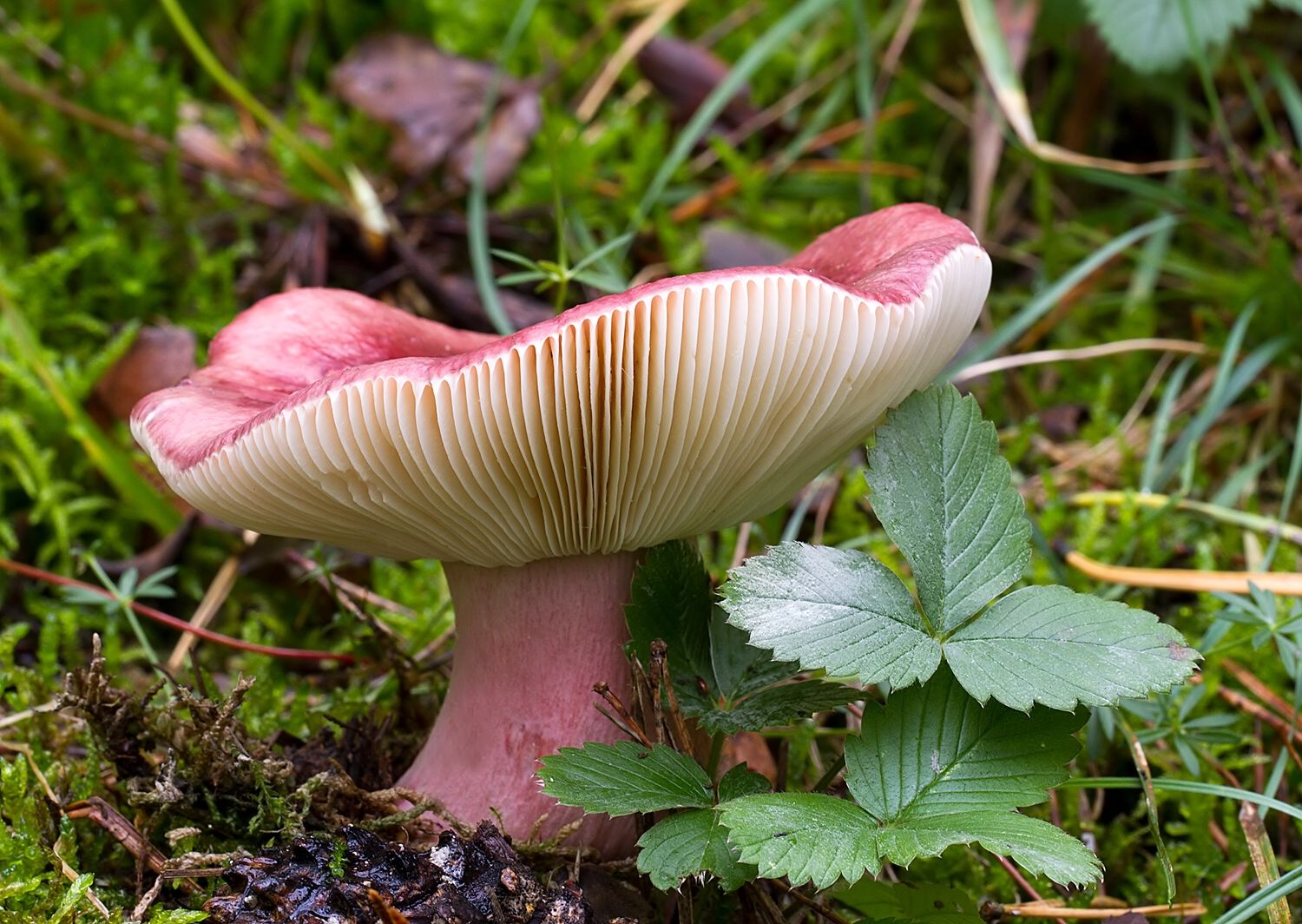 Russula queletii