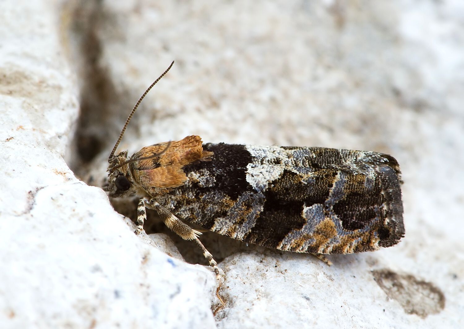 Eudemis profundana