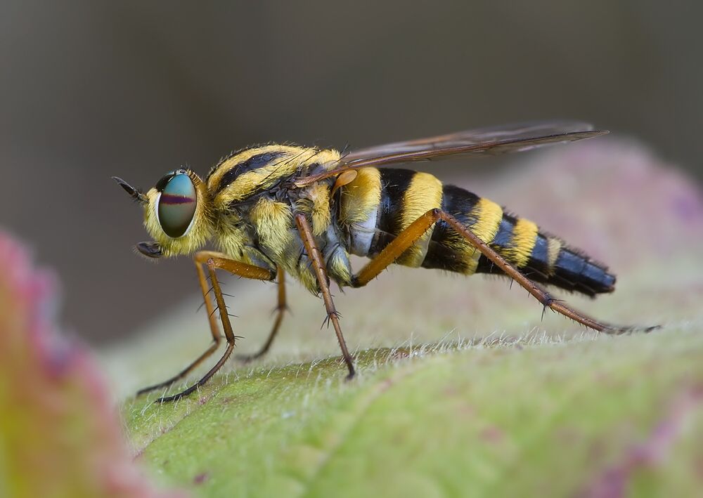 Thereva aurata