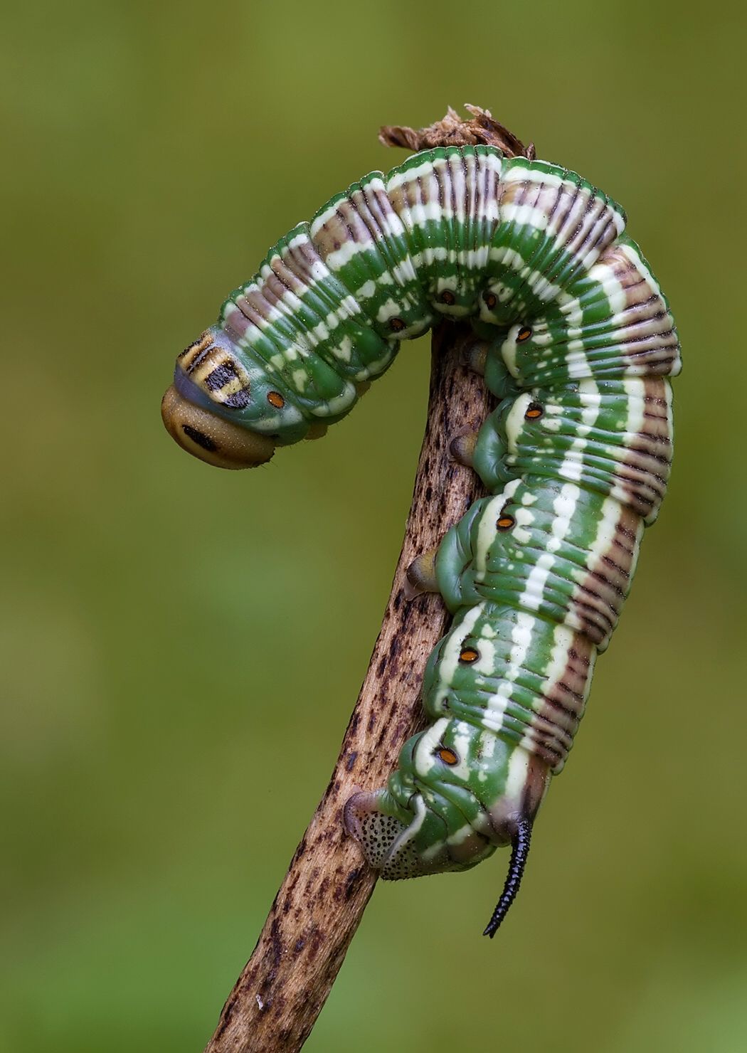Sphinx pinastri
