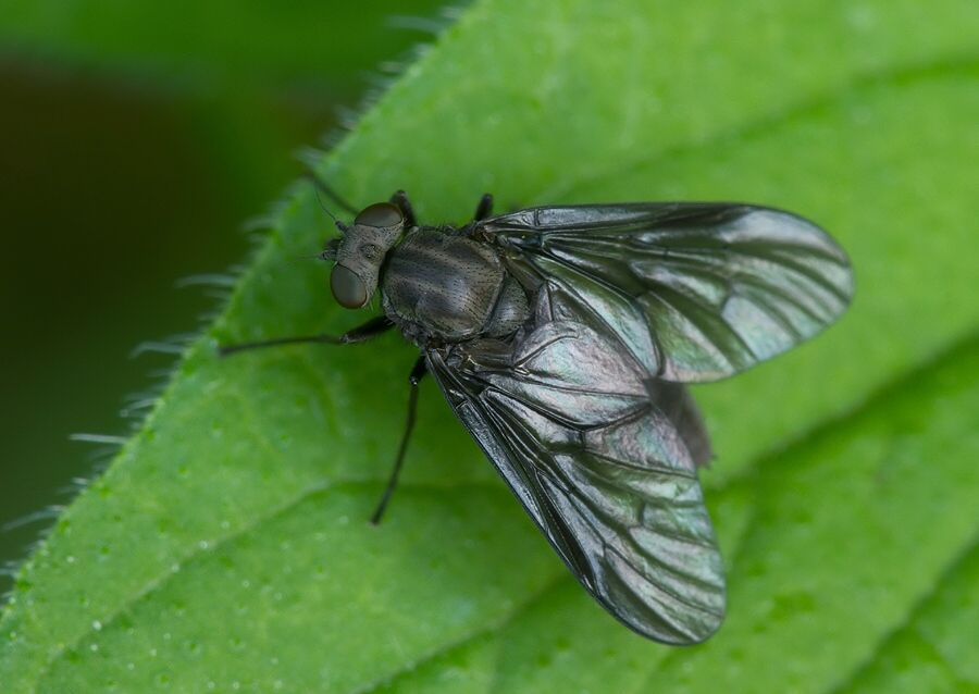 Symphoromyia melaena