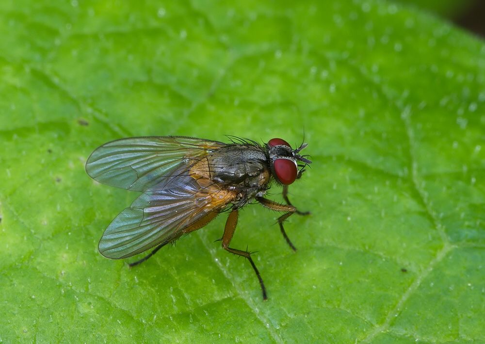 Phaonia tuguriorum