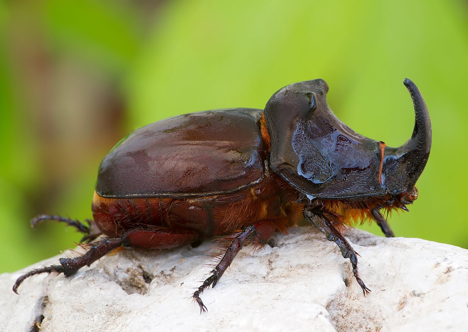 Oryctes nasicornis