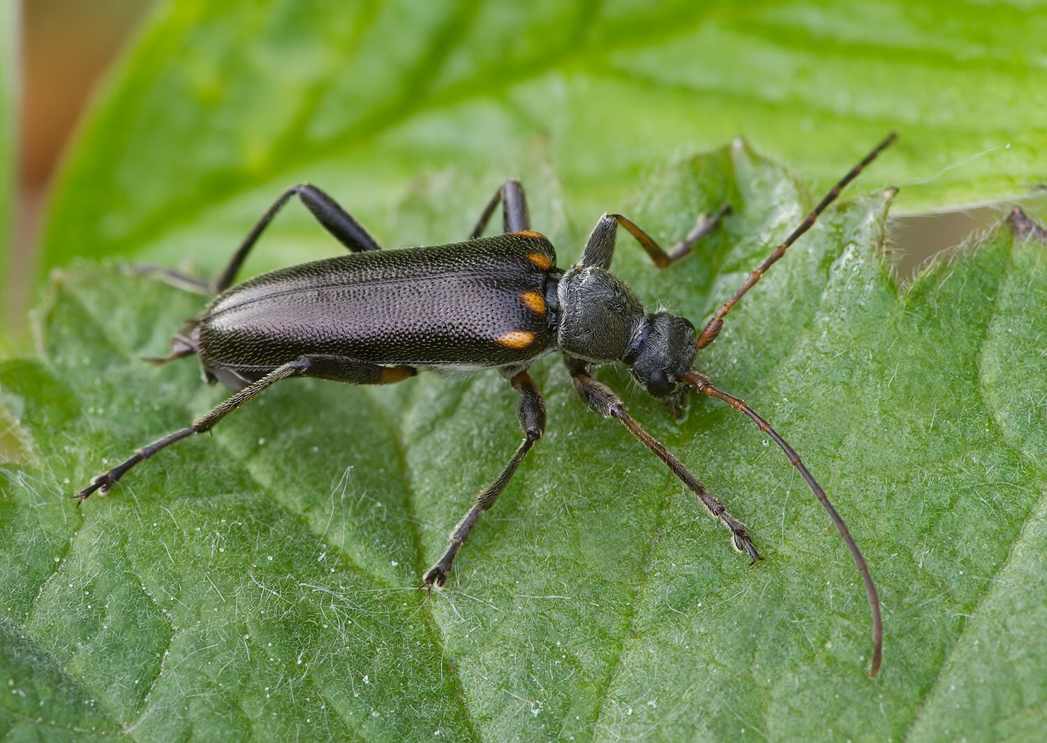 Cortodera humeralis