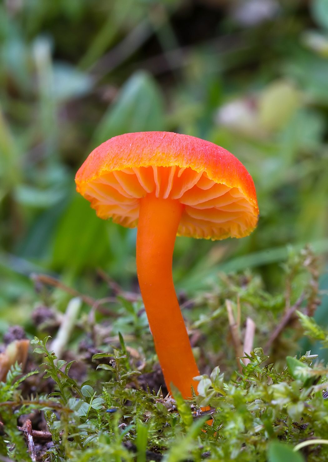 Hygrocybe miniata