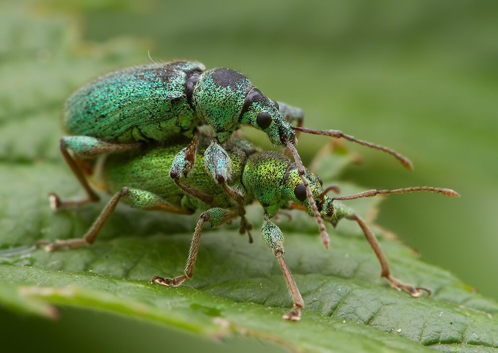 Phyllobius arborator cf.