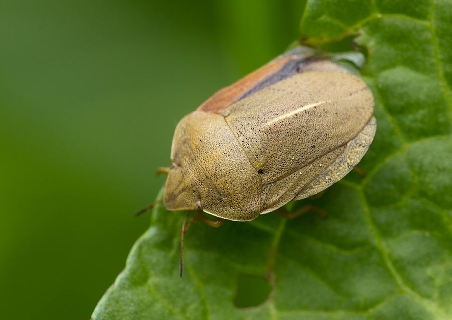 Eurygaster austriaca