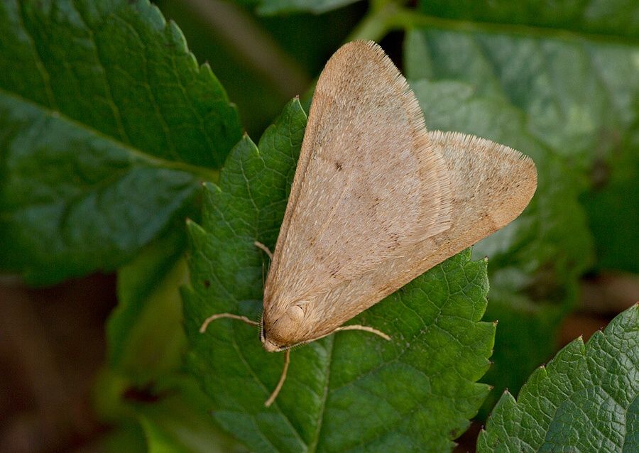Alsophila aceraria