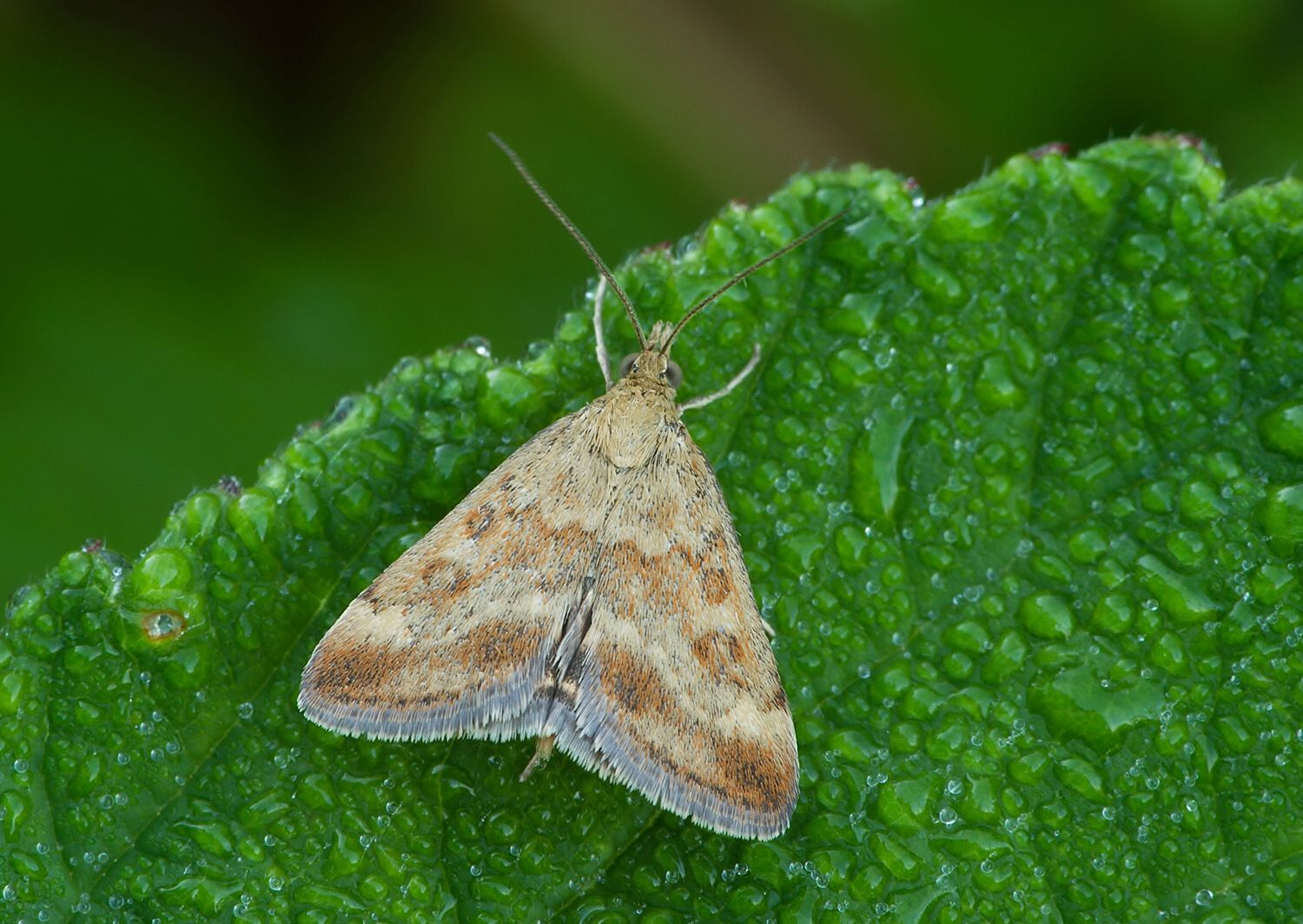 Pyrausta despicata