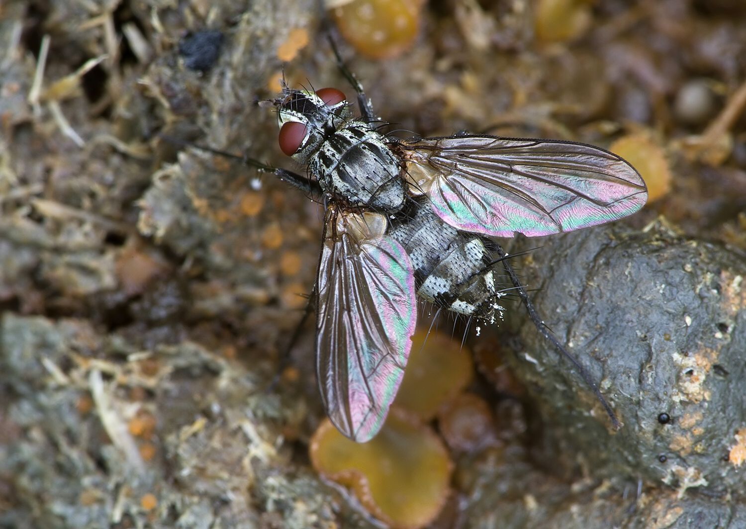 Pelatachina tibialis