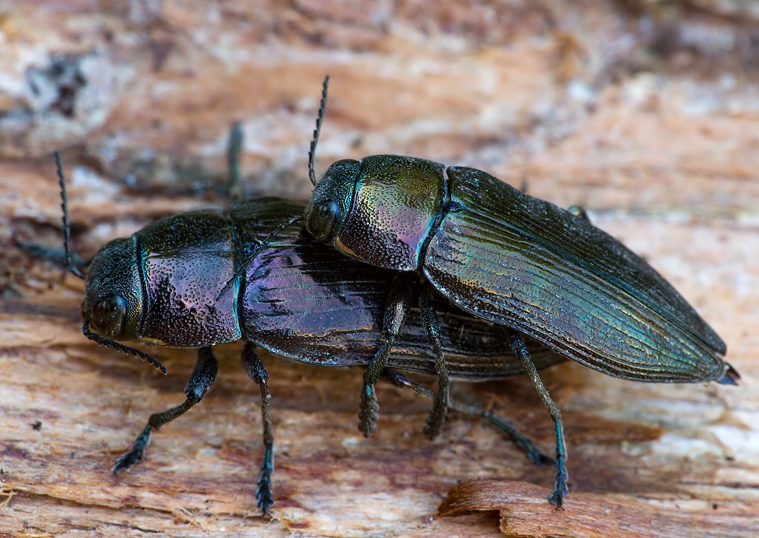 Buprestis haemorrhoidalis