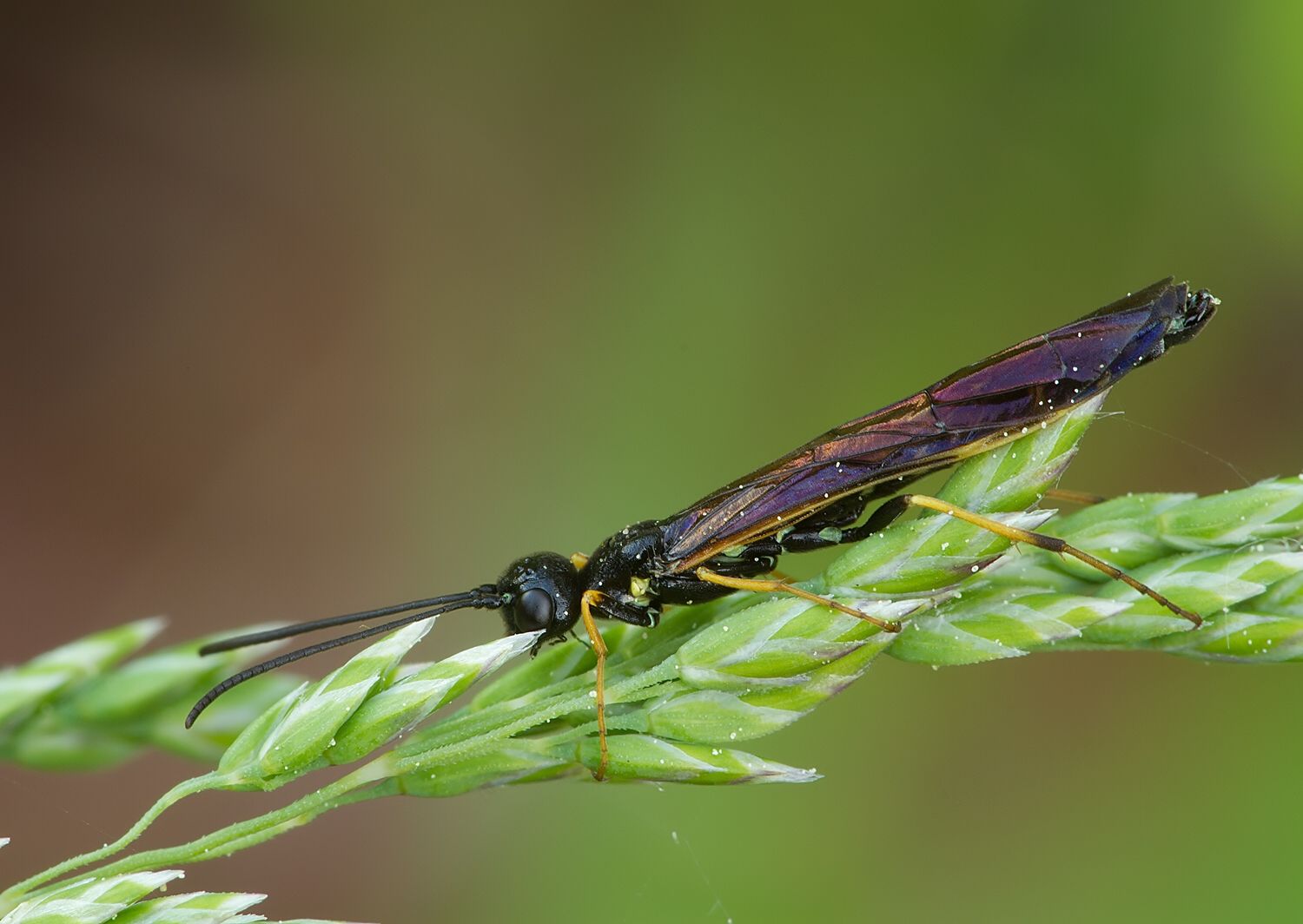 Trachelus troglodyta