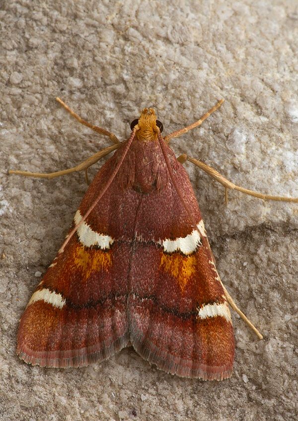 Pyralis regalis
