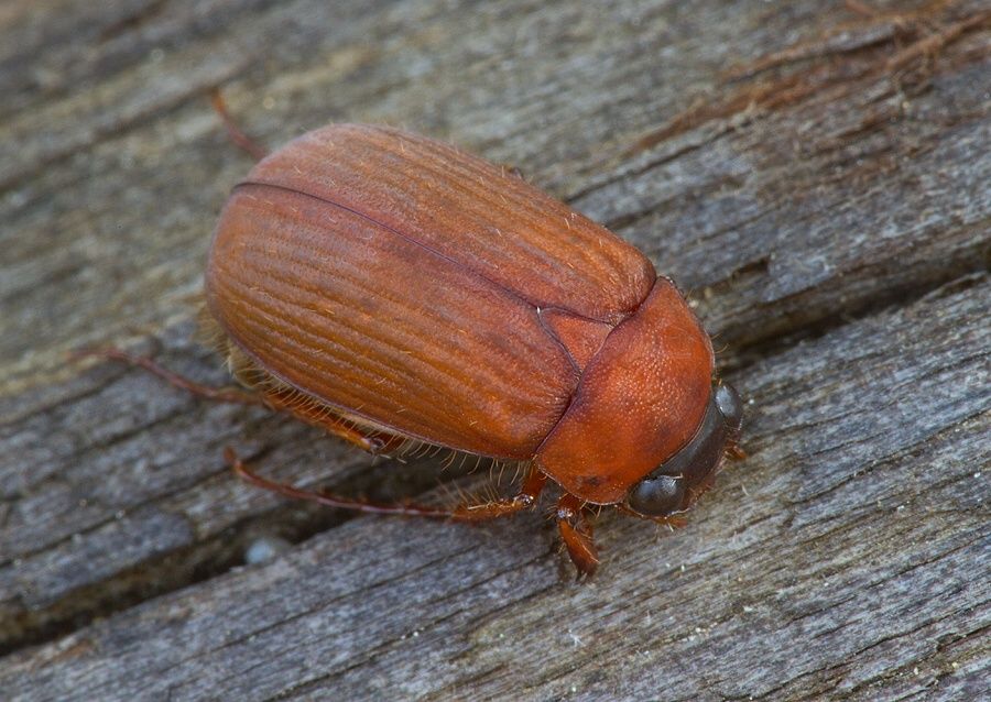 Serica brunnea