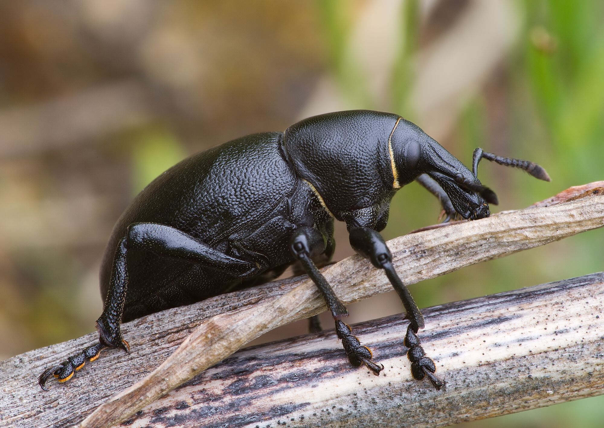 Liparus dirus