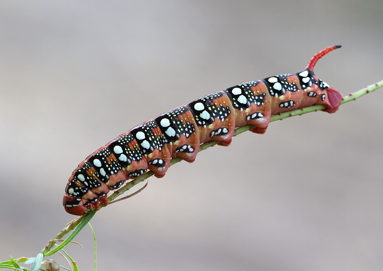 Hyles euphorbiae