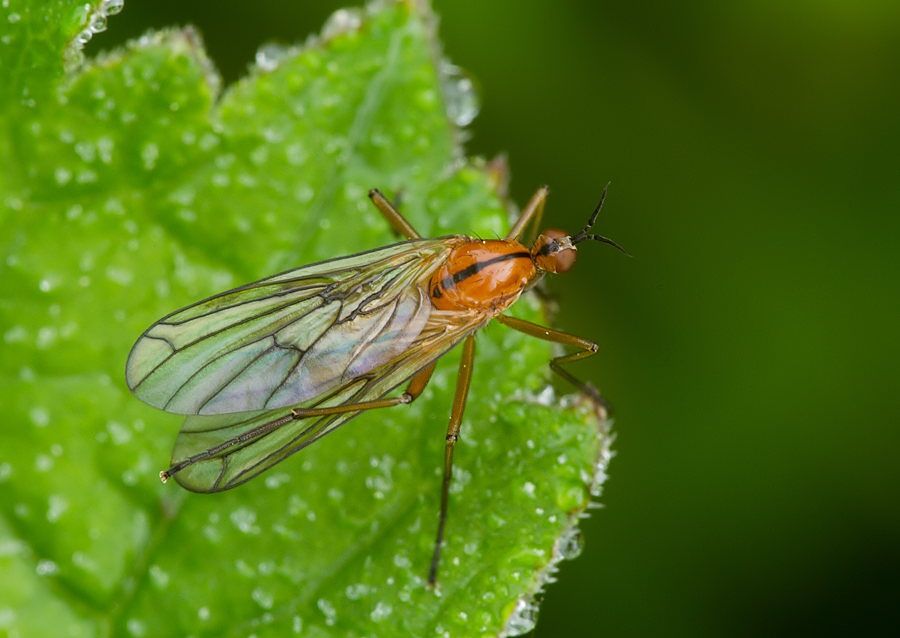 Empis stercorea