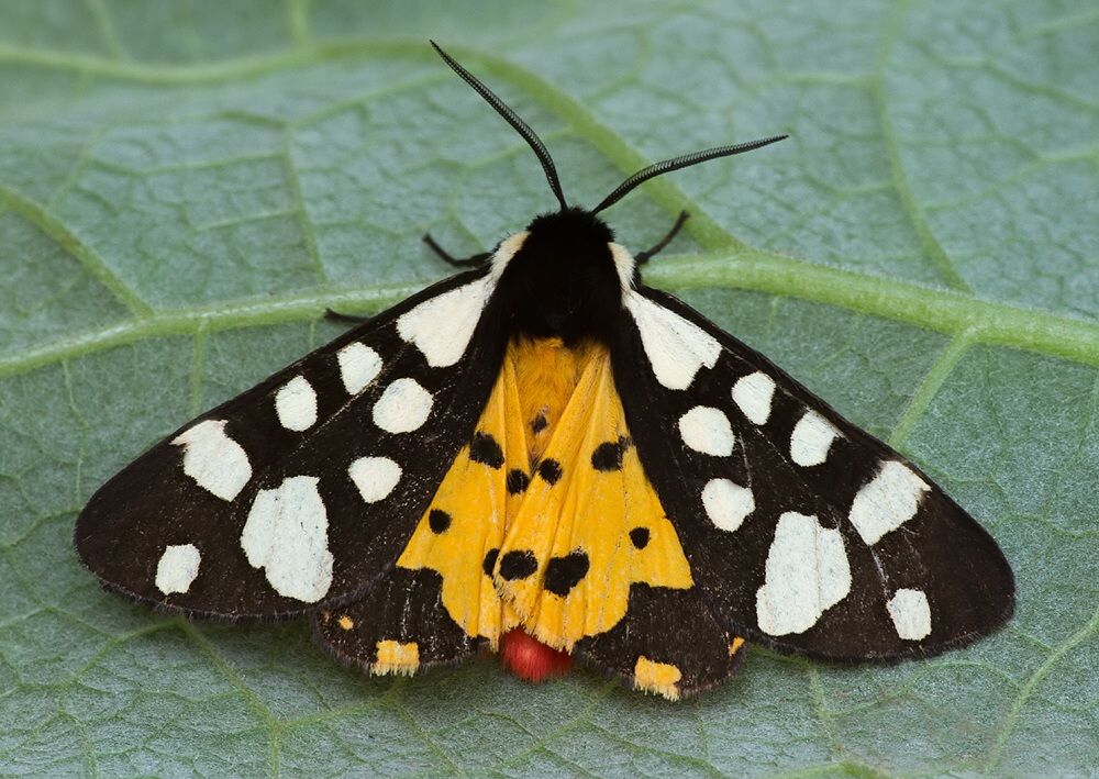 Arctia villica
