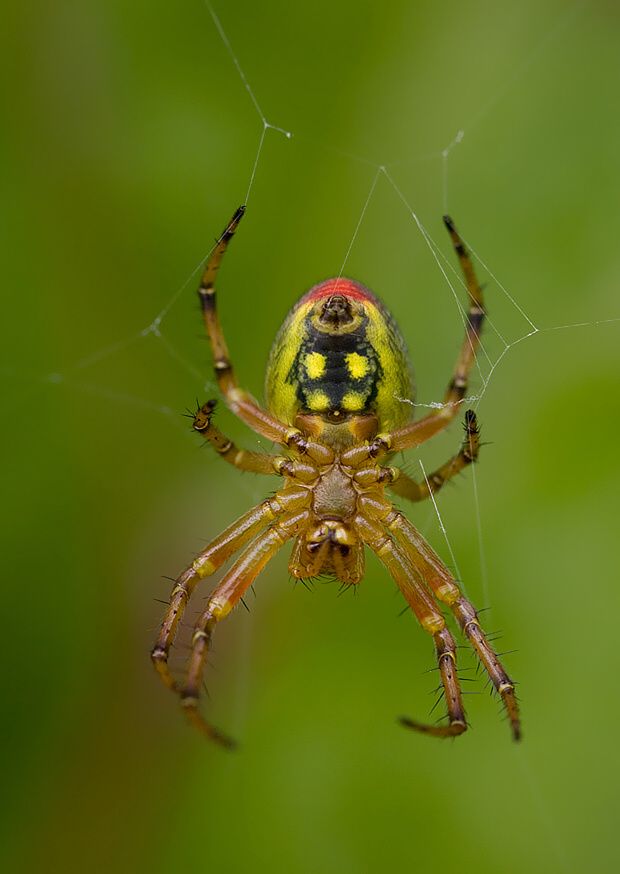 Araniella alpica