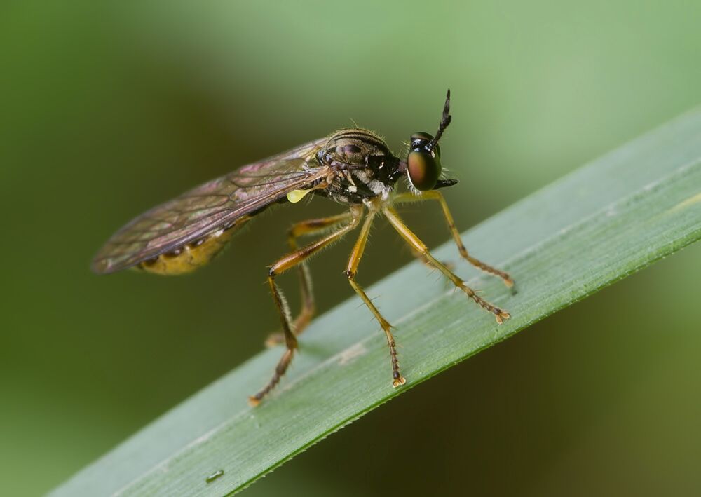 Dioctria linearis
