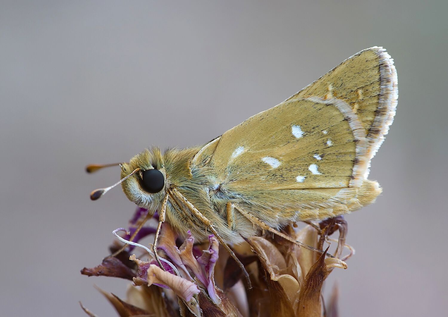 Hesperia comma