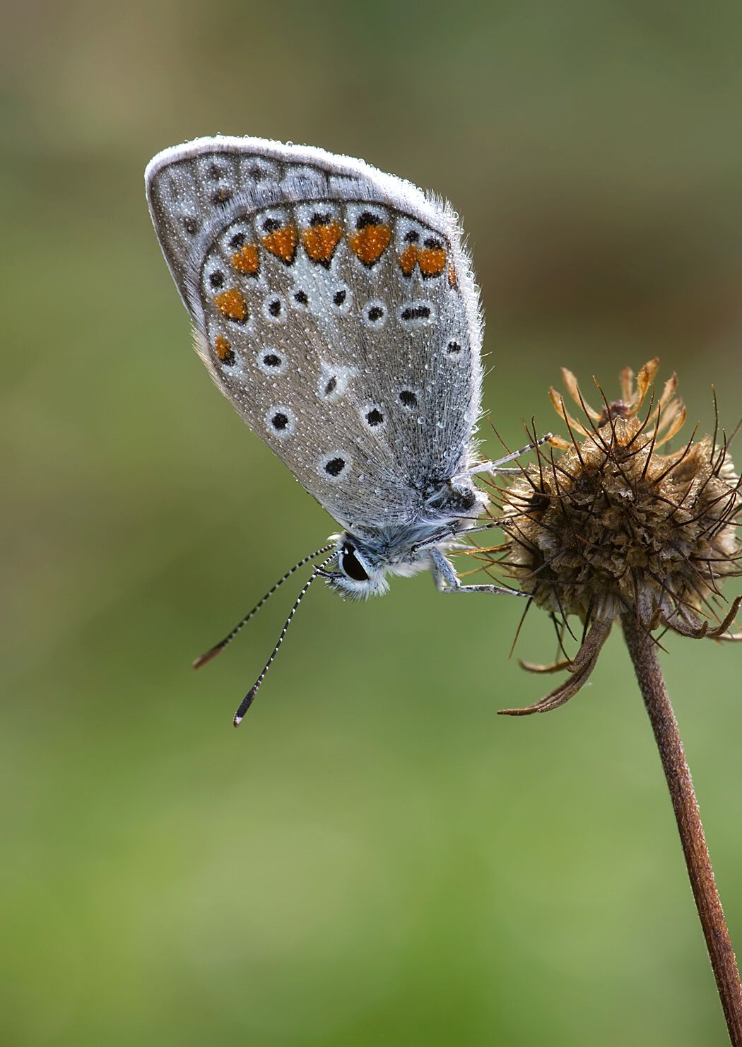 Polyommatus icarus