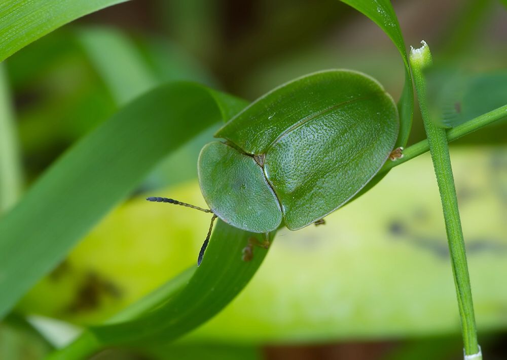 Cassida viridis