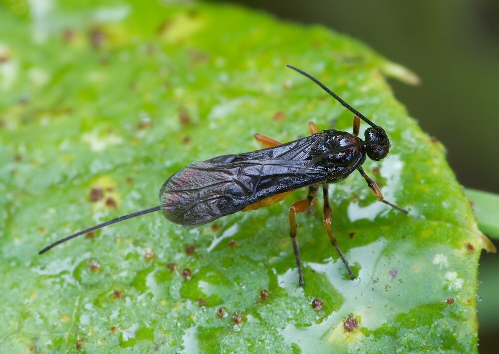 Atanycolus sp.