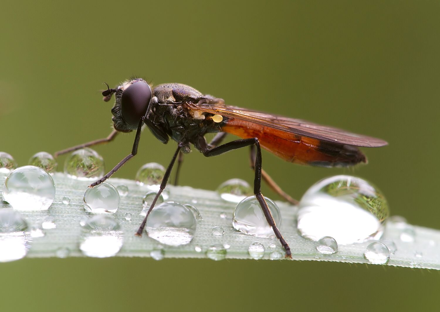 Platycheirus granditarsus