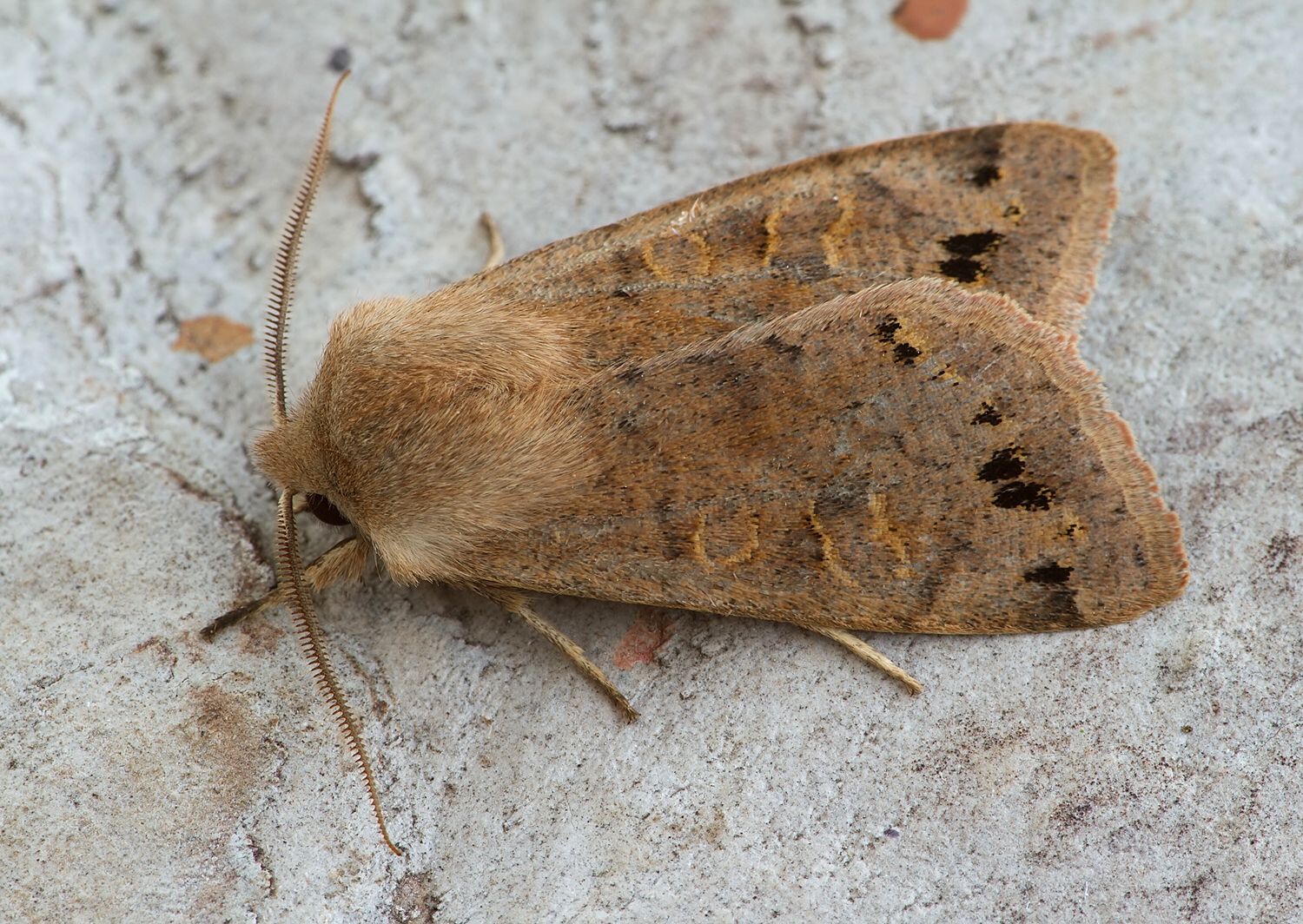 Anorthoa munda