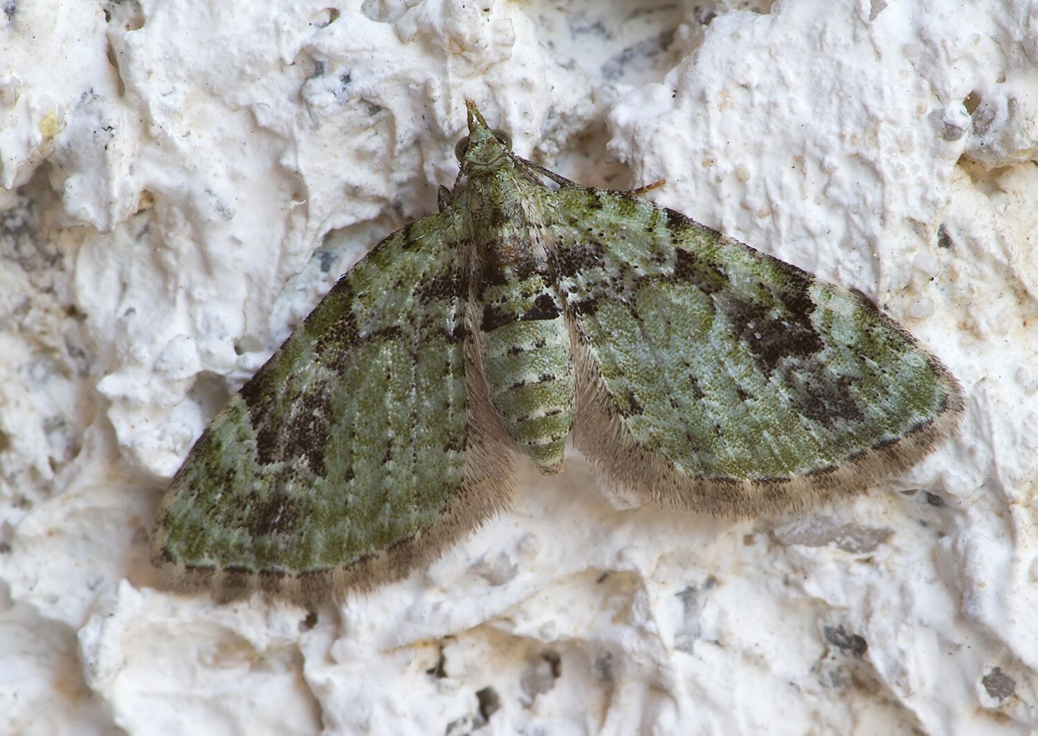 Chloroclystis v-ata