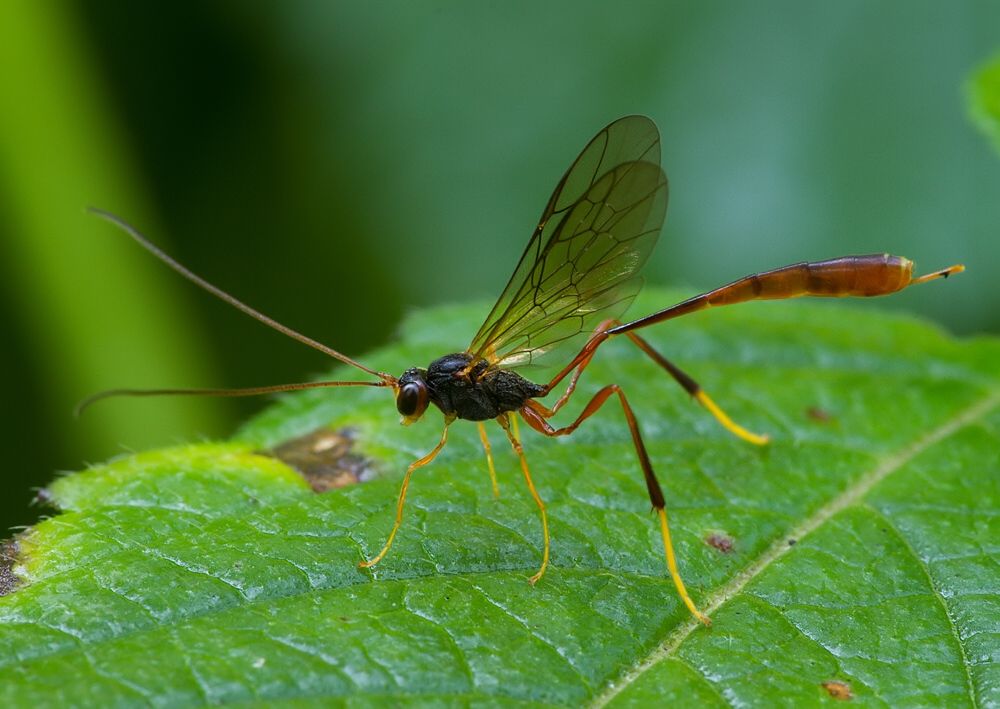 Atrometus insignis