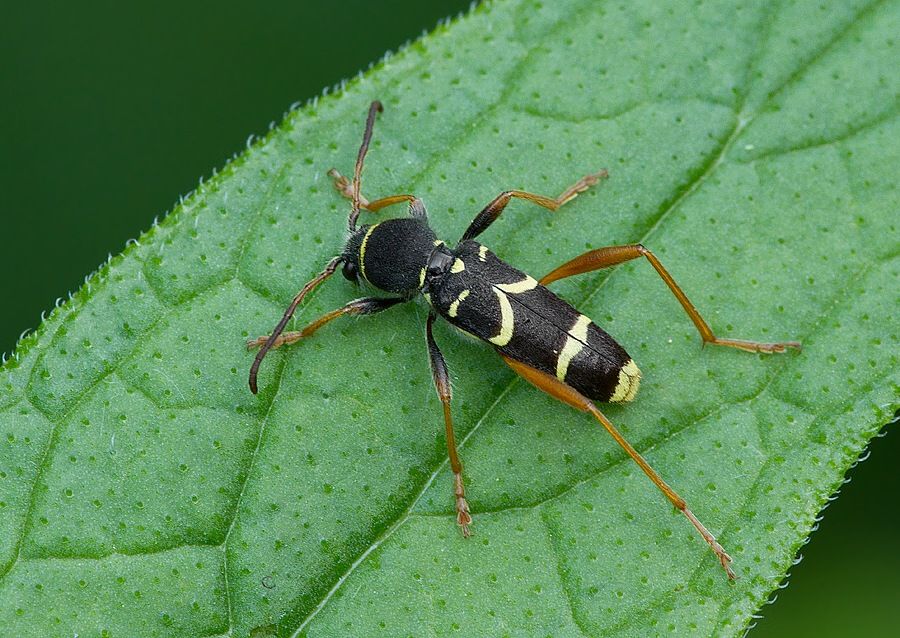 Clytus arietis