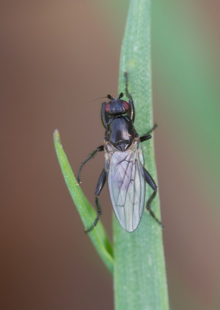 Copromyza stercoraria