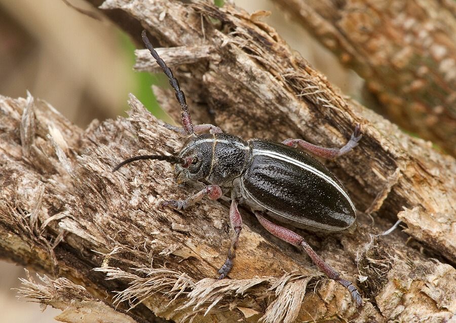 Pedestredorcadion pedestre