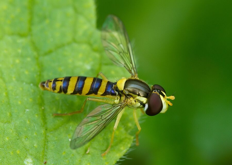 Sphaerophoria interrupta