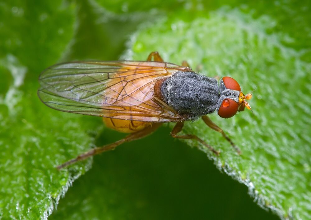 Brachyopa bicolor