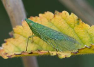 Dictyophara europaea