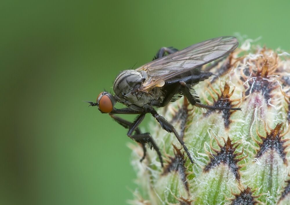 Empis pennipes