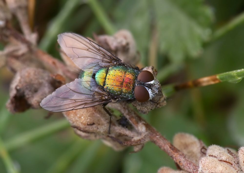 Lucilia sericata