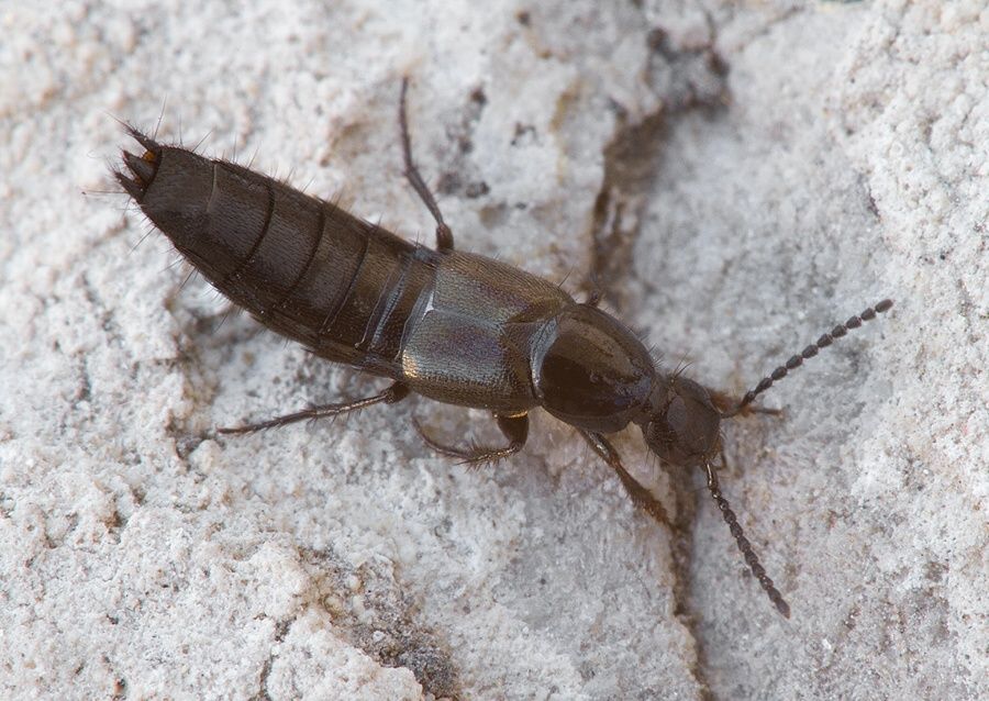 Philonthus cognatus