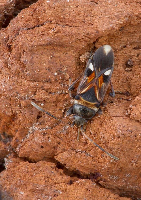 Raglius alboacuminatus