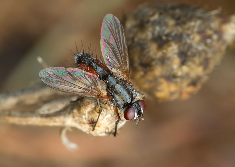 Mintho rufiventris