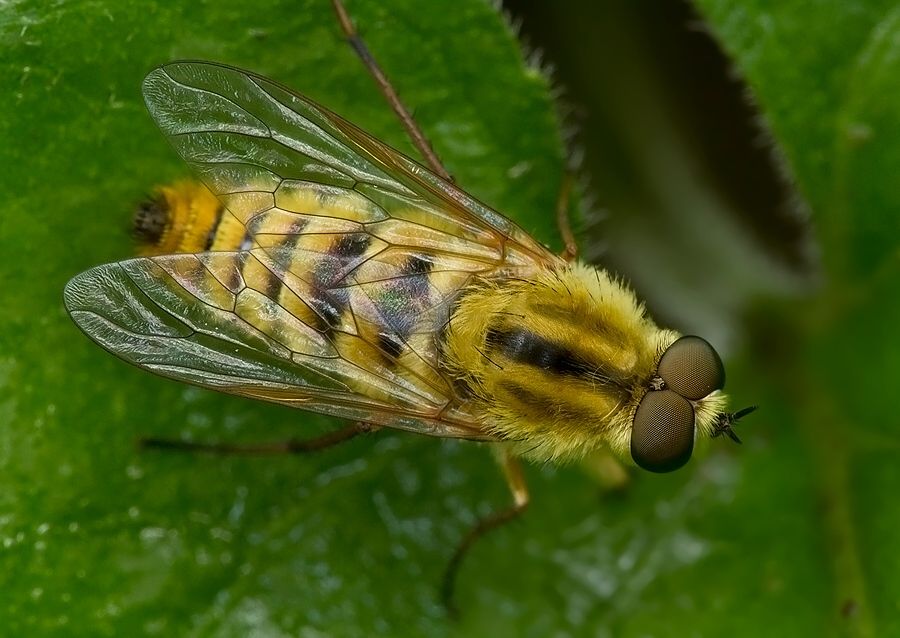 Thereva aurata cf.