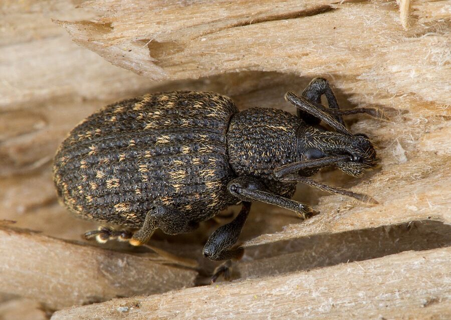 Otiorhynchus sulcatus