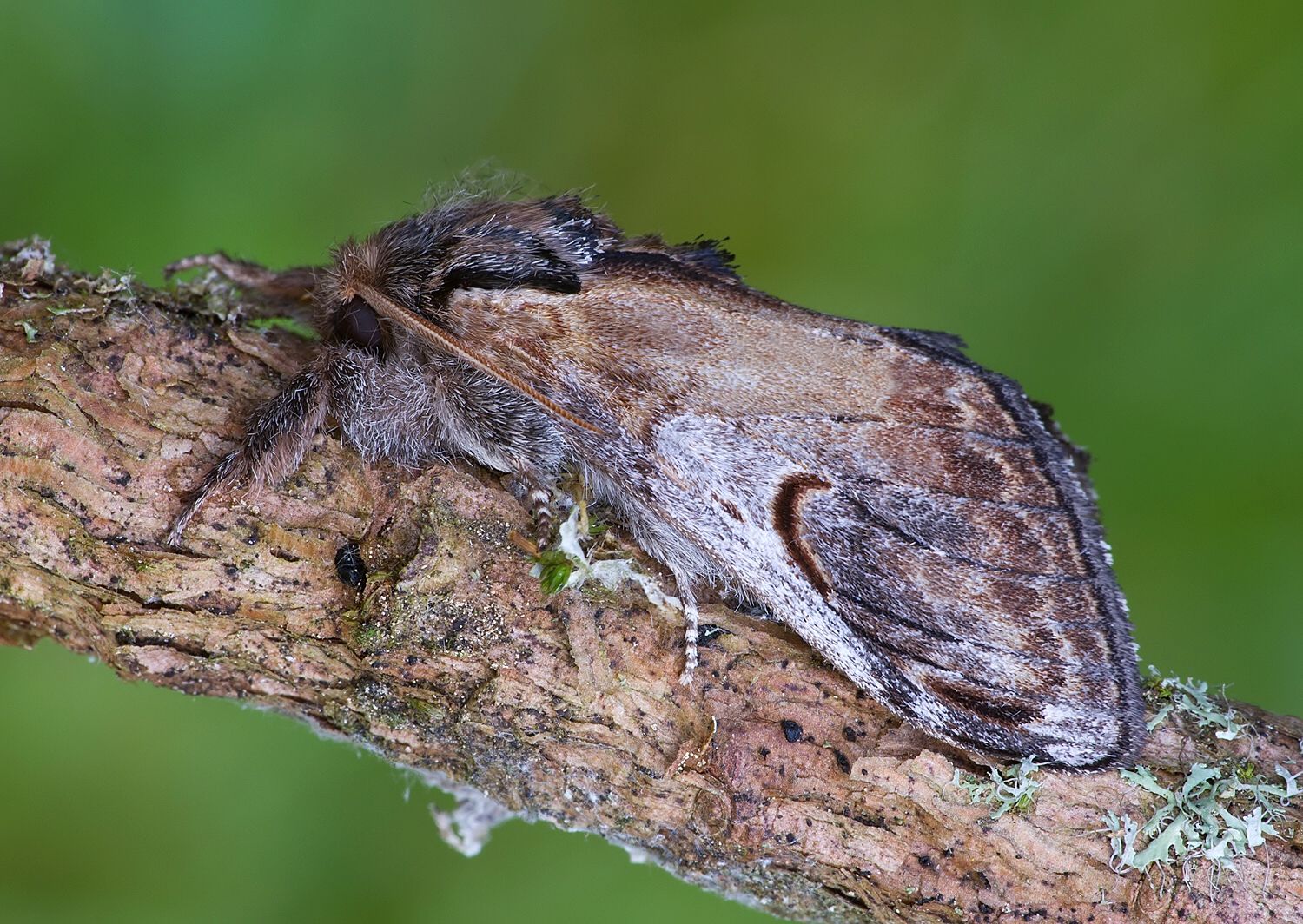 Notodonta ziczac