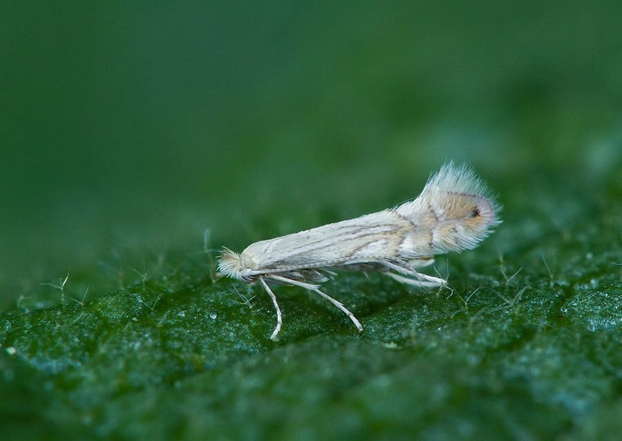 Phyllonorycter quercifoliella