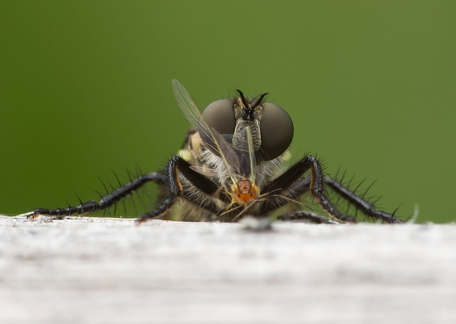 Cyrtopogon lateralis