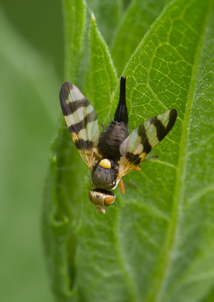 Urophora jaceana